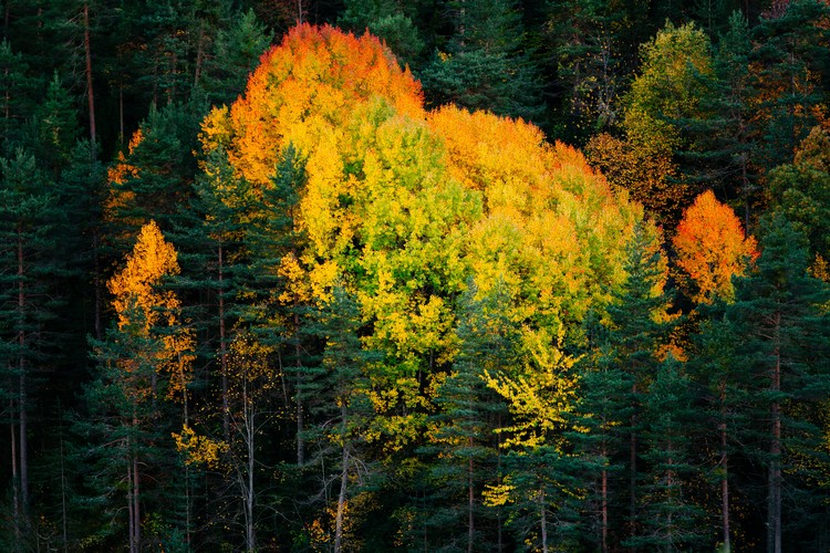 Valokuvatapetti Fall colors trees