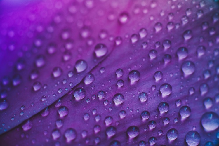 Fotografie de artă Raindrop on a lilac-rose flowers