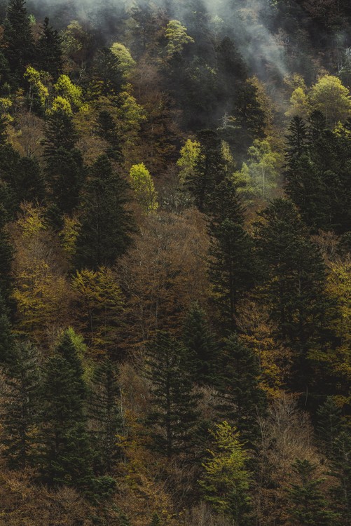 Umetniška fotografija Fall trees and fog