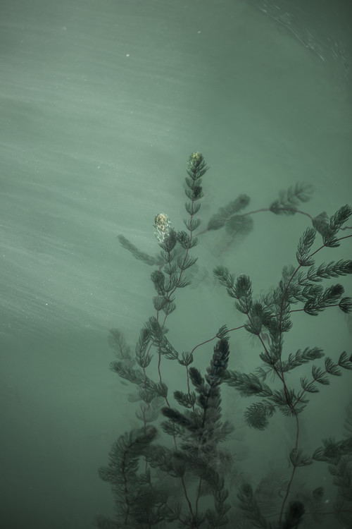 Art Photography Cotton clouds