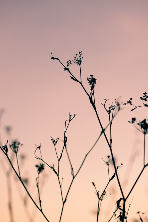 Konstfotografering Dried plants on a pink sunset
