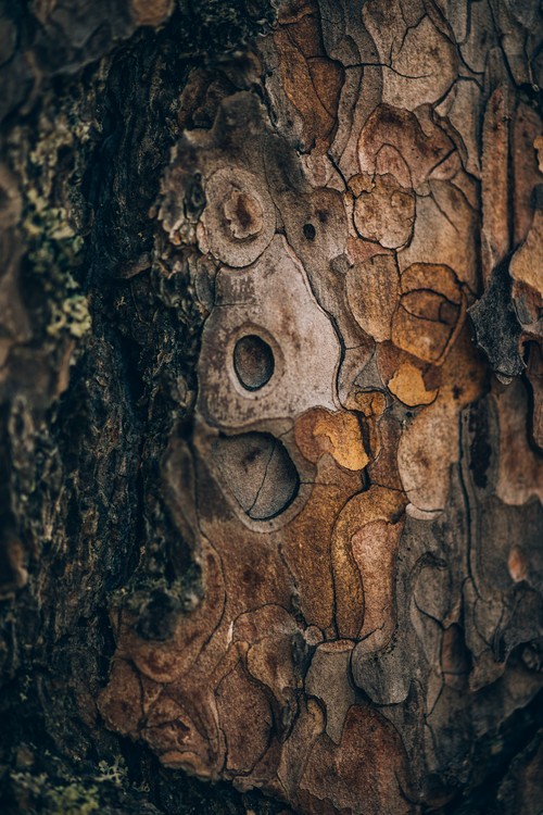 Fotografie de artă Pine wood