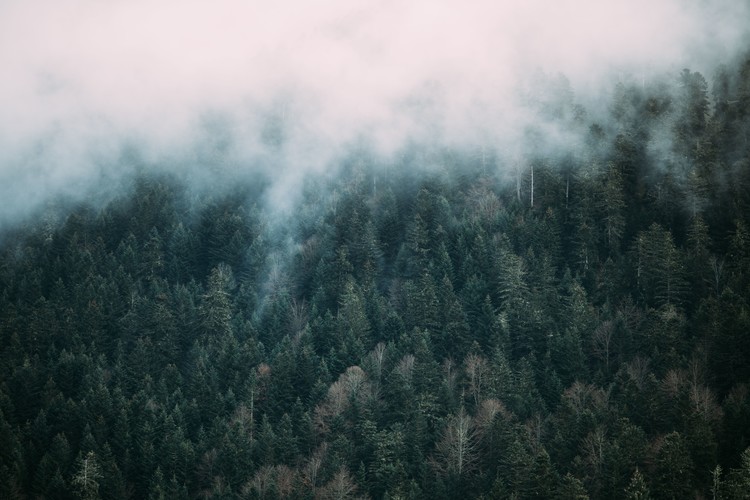 Fog over the forest | Julisteet, taideprintit, seinämuraalit | Europosters