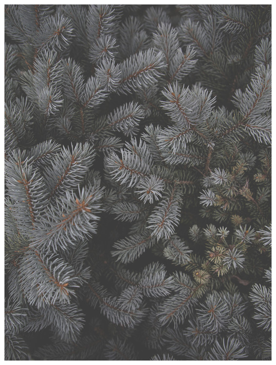 Illustration christmas tree foilage