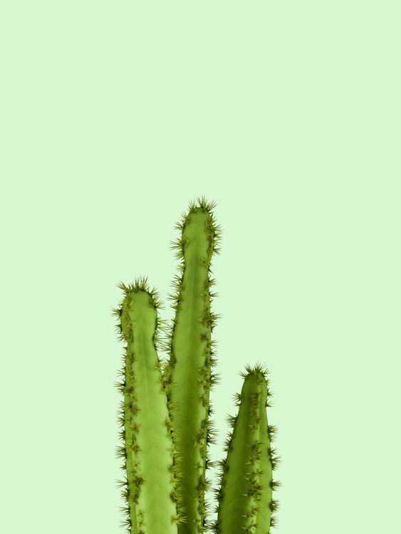 Canvas Print cactus 8