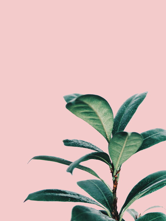 Illustration pink palm