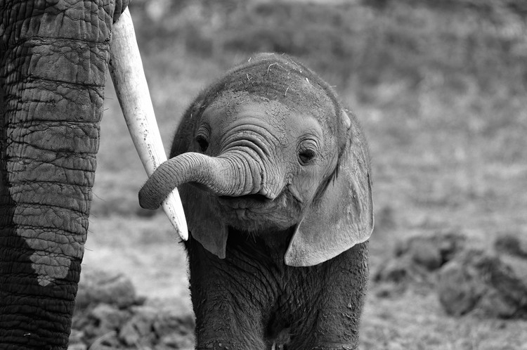 Art Photography Baby Elephant