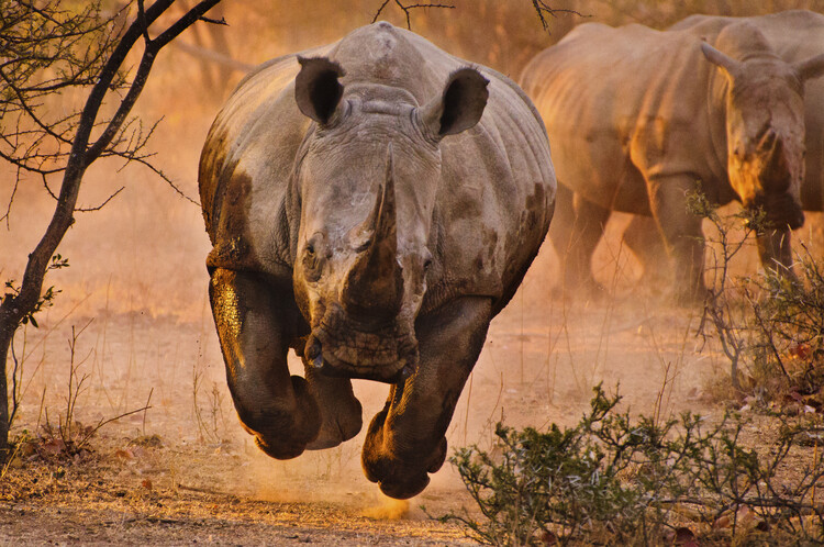 Konstfotografering Rhino learning to fly