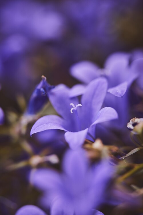 Fotografie de artă Lilac flowers at dusk
