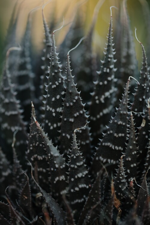 Kunstfotografie Cactus leaves