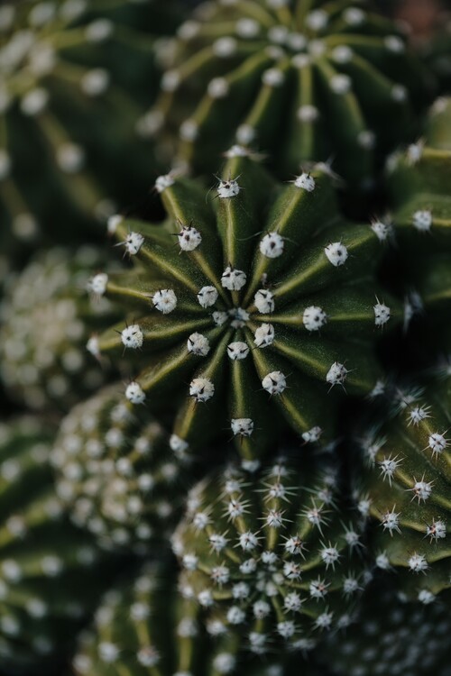 Kunstfotografie Cactus from above