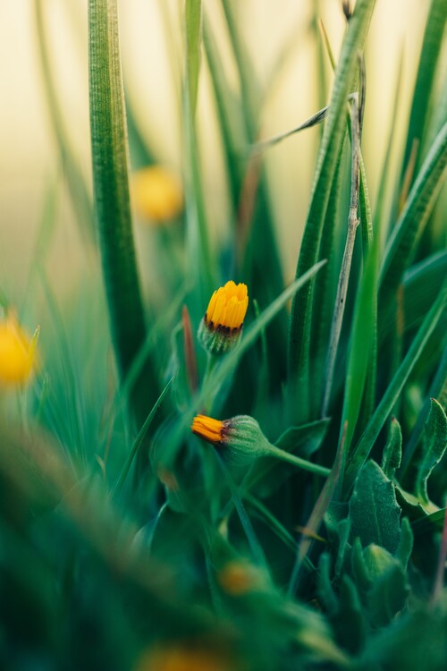 Kunstfotografie Green-flowers-and-plants-from-nature