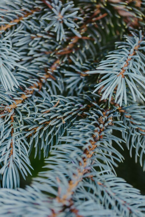 Kunstfotografie Tree branches detail