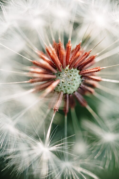 Fotografie Dandelion detail, Javier Pardina, (26.7 x 40 cm)