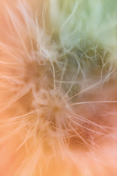 Valokuvataide Dandelion beauty inside the forest