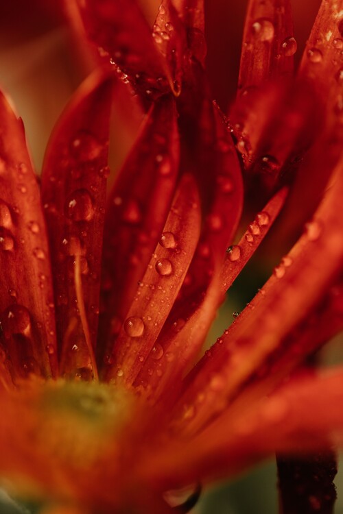 Umetniška fotografija Detail of red flowers 2