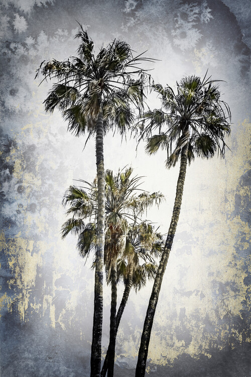 Fotografie de artă MODERN ART Lovely Palm Trees