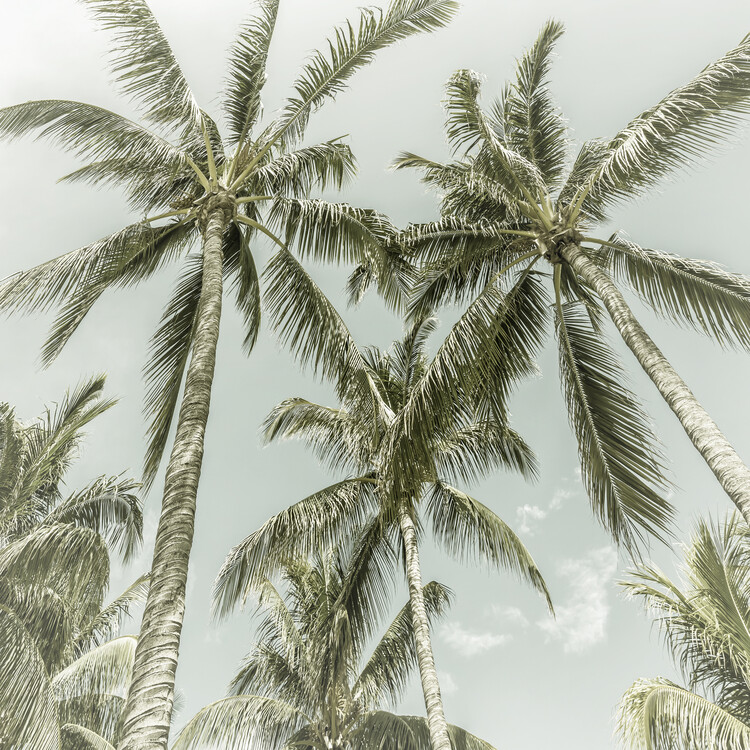 palm trees background