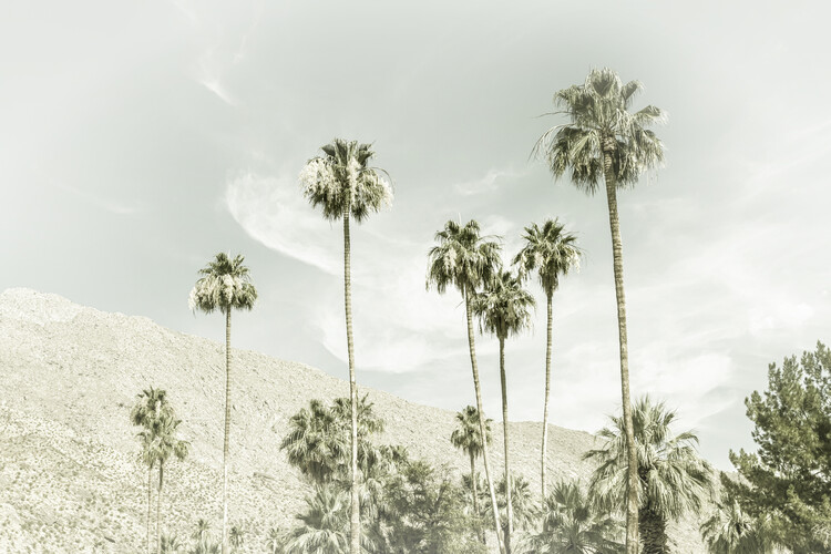 Palm Trees in the desert | Vintage Fototapeta