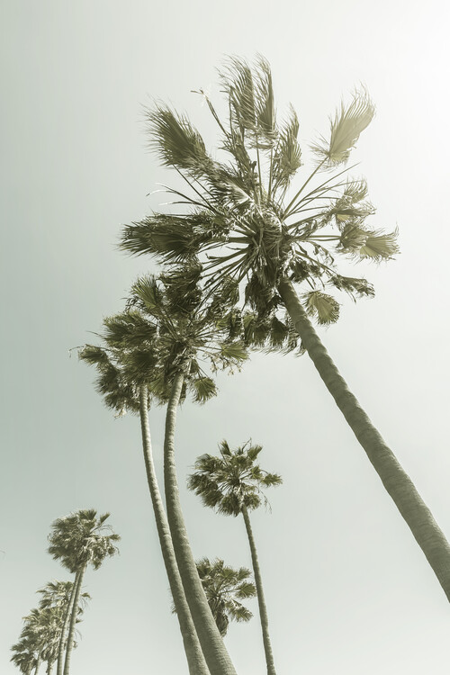 Художествена фотография Vintage Palm Trees in the sun