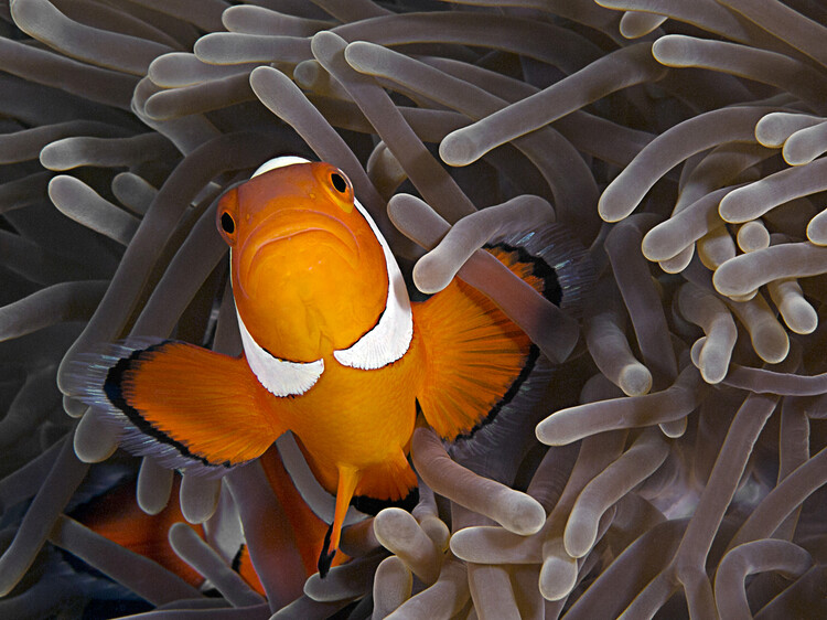 Kunstfotografie Anemonefish