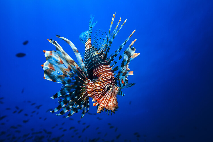 Wallpaper Mural Lionfish