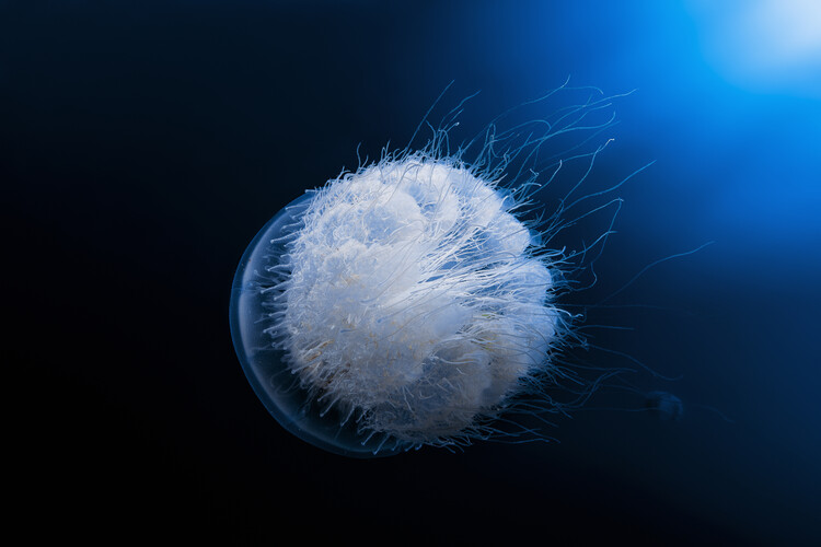 Valokuvataide Jellyfish