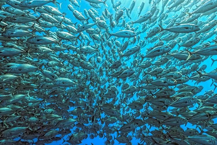 Wallpaper Mural Splitted School of Jackfish