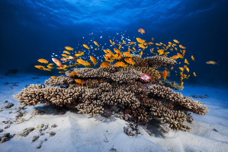 Marine Life фототапет