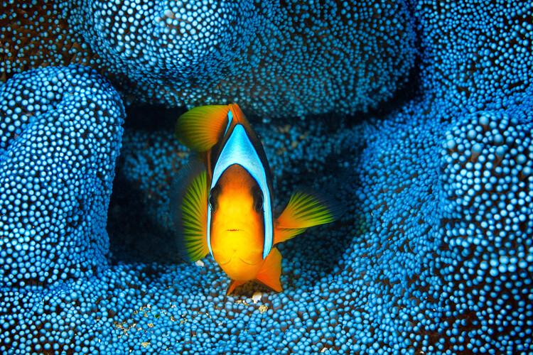 Fotografia artystyczna Clownfish in blue anA©mon