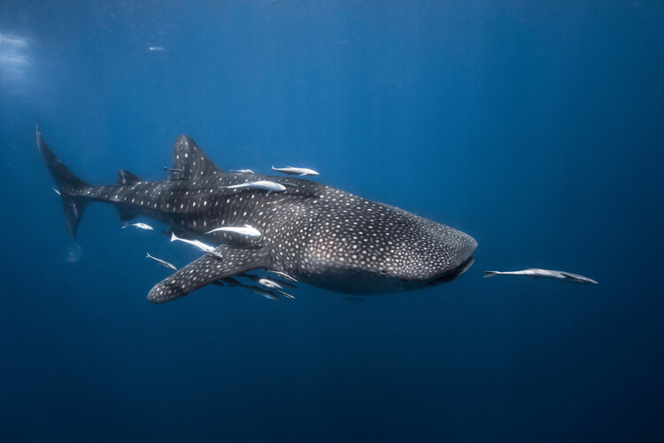 Whale shark фототапет