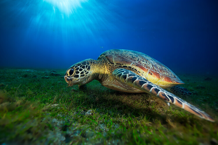 Green turtle фототапет