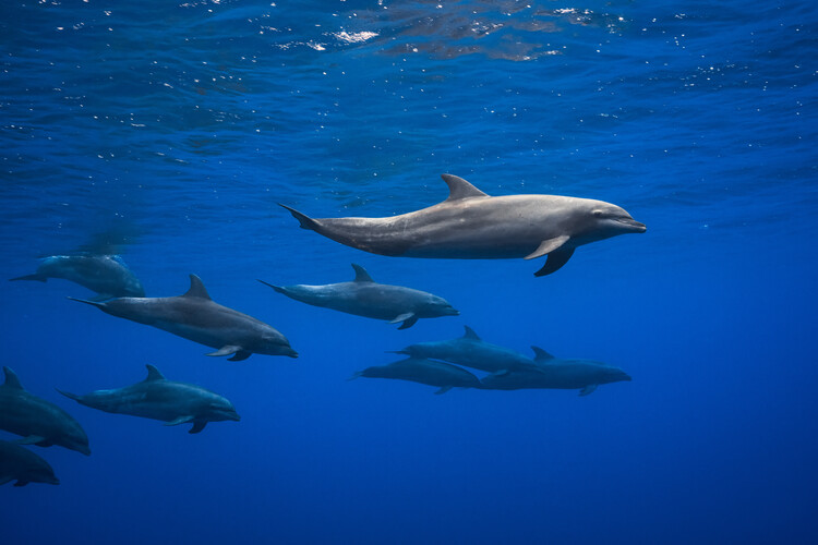 Dolphins фототапет