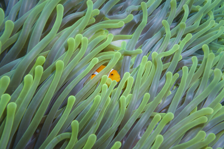 Peek-a-Boo фототапет