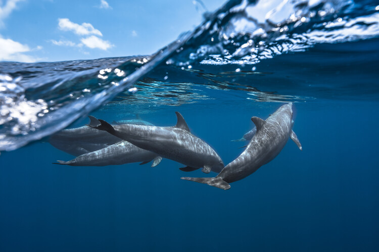 Dolphins фототапет