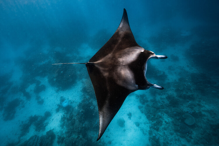 Art Photography Manta fly!!!