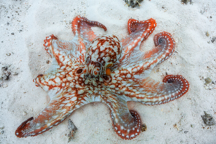 Octopus фототапет