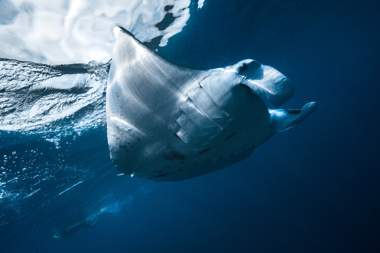 Flying Manta ray фототапет