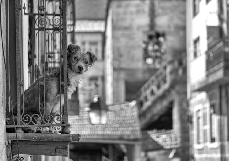 Umělecká fotografie Dog looks out