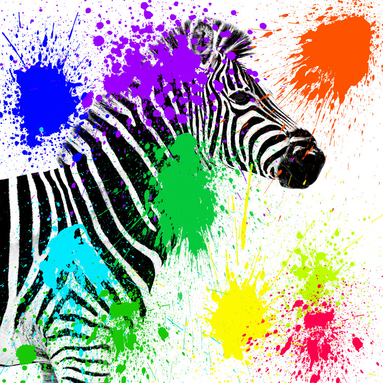 Umelecká fotografie Zebra Profile