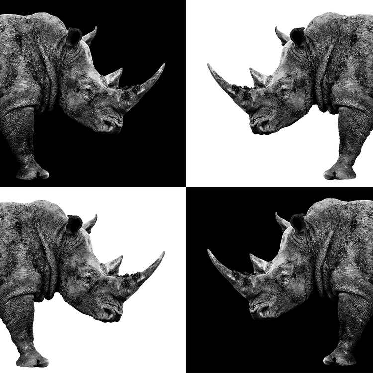 Umelecká fotografie Rhinos