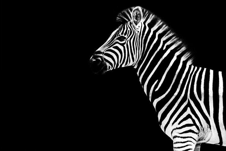 Umělecká fotografie Zebra Black Edition