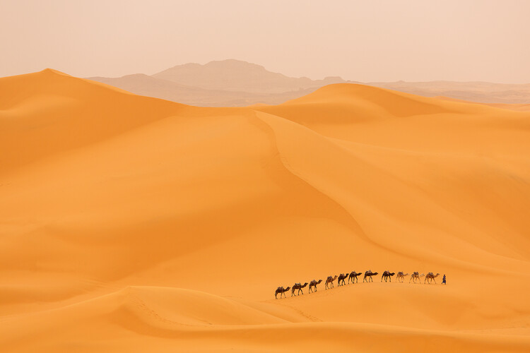 Obraz na plátně Camels caravan in Sahara