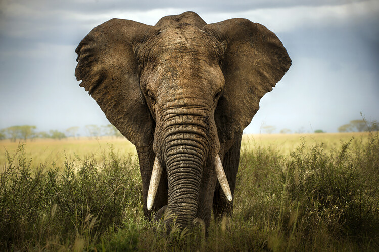 Művészeti fotózás Encounters in Serengeti