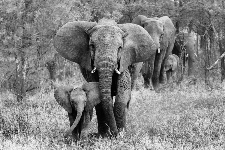 Fotografie Elefamily, Bertram Schemel, 40x26.7 cm