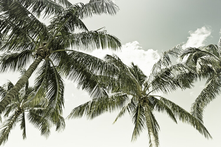 Wallpaper Mural Vintage Palm Trees