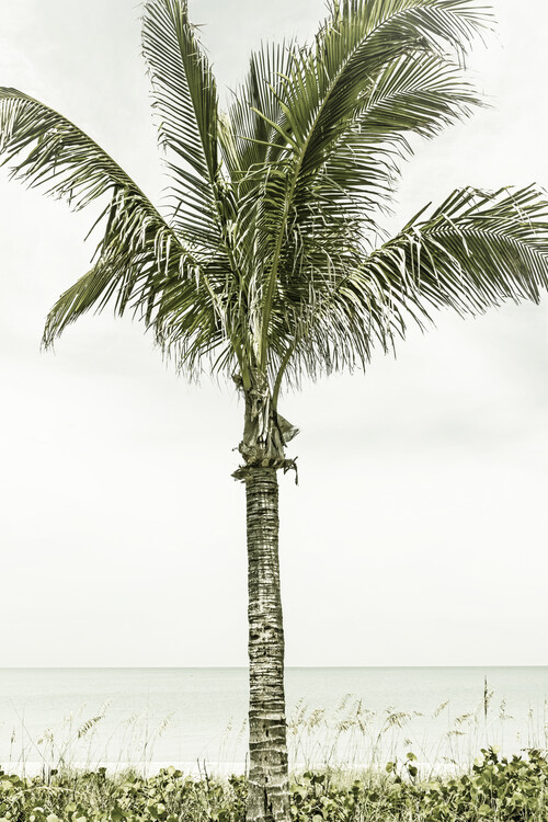 Umjetnička fotografija Palm Tree at the beach | Vintage