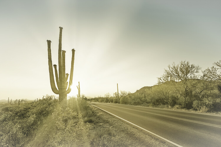 Art Photography SAGUARO NATIONAL PARK Setting Sun | Vintage