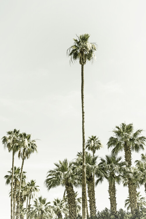 palm trees vintage wallpaper