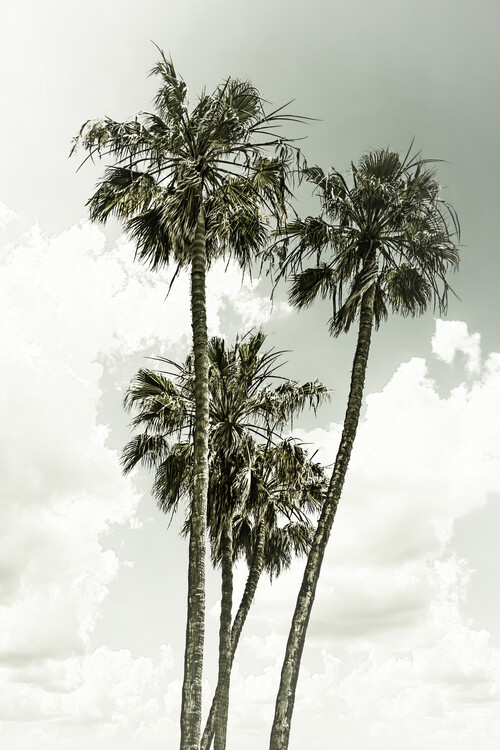 Umelecká fotografie Vintage palm trees summertime